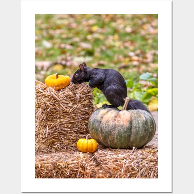 Squirrel examines a small orange pumpkin Wall Art by iyd39